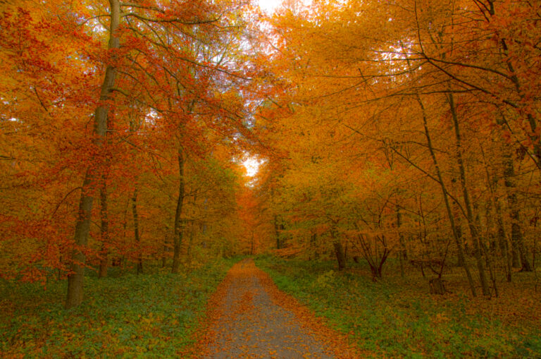 Autumn deciduous forest