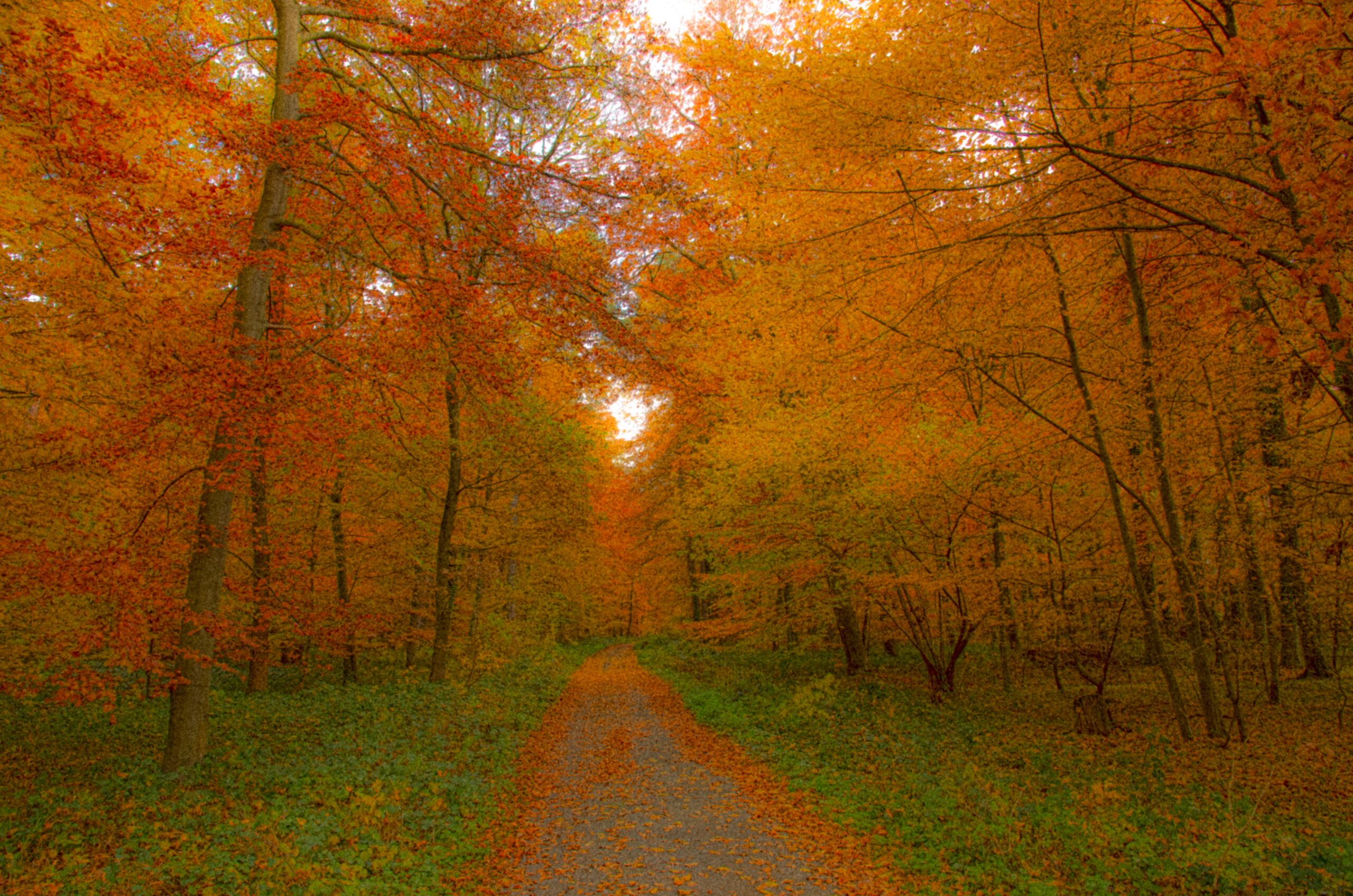 Autumn deciduous forest
