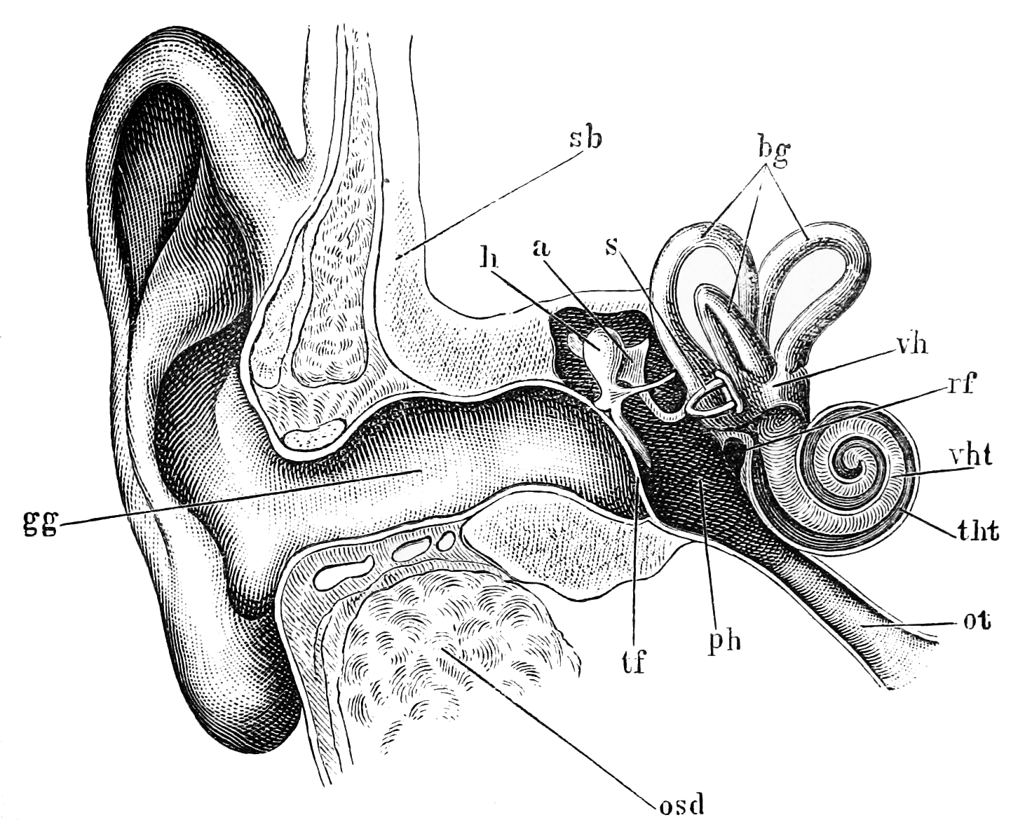 Aural, of the ear