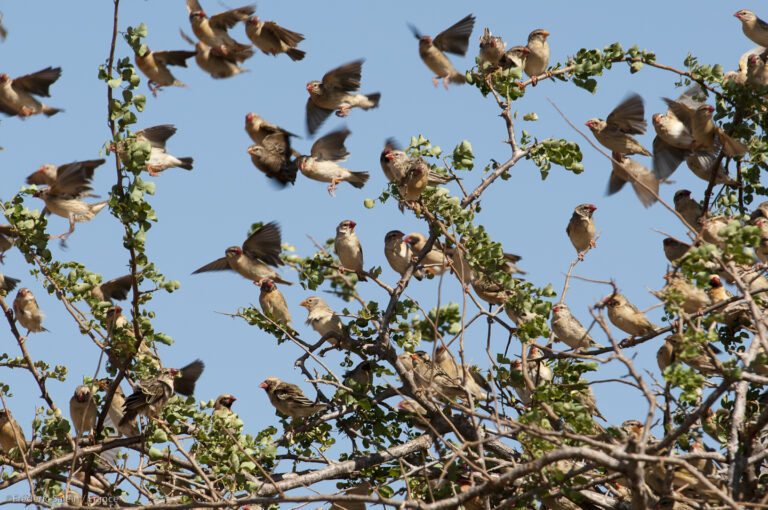 Red-billed queleas, peskiest bird