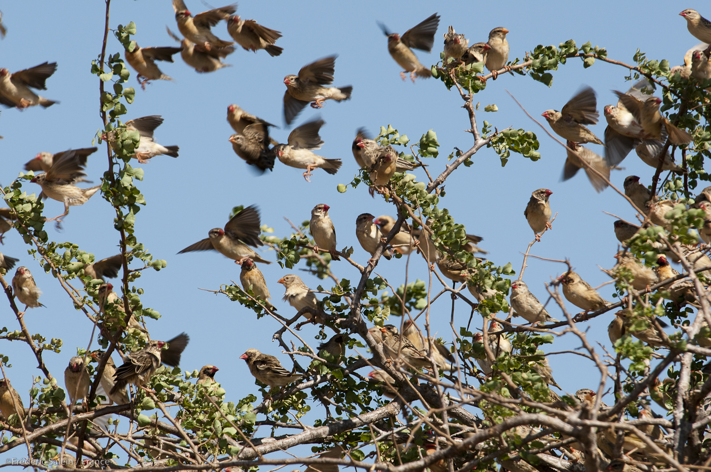 Red-billed queleas, peskiest bird