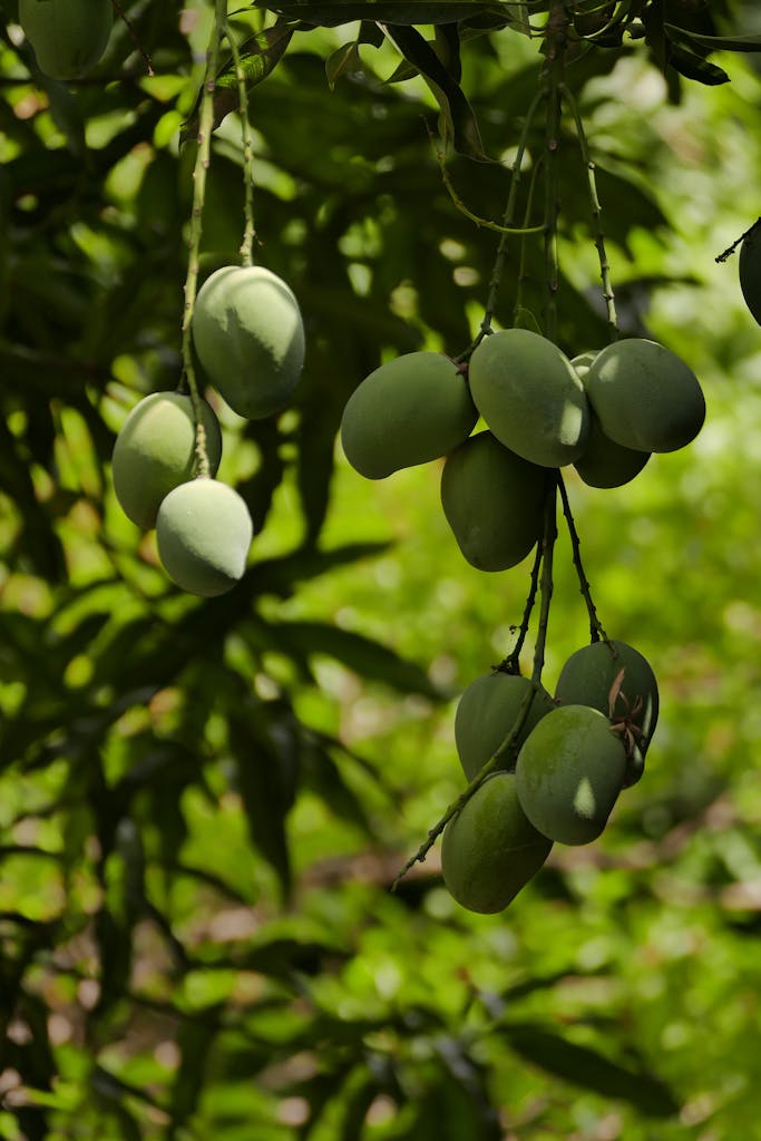 Cluster of green mangoes hanging on a tree against a lush green background. Early summer signals